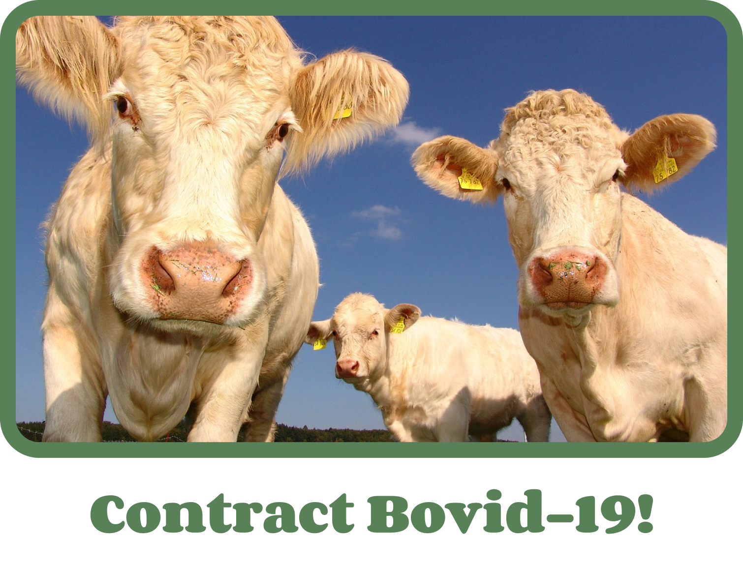bovid