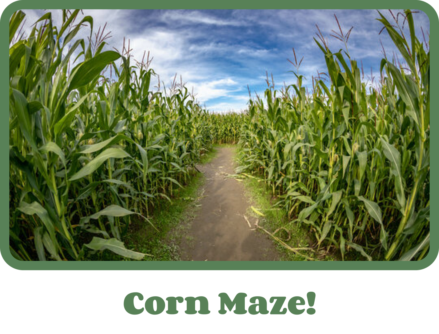 corn