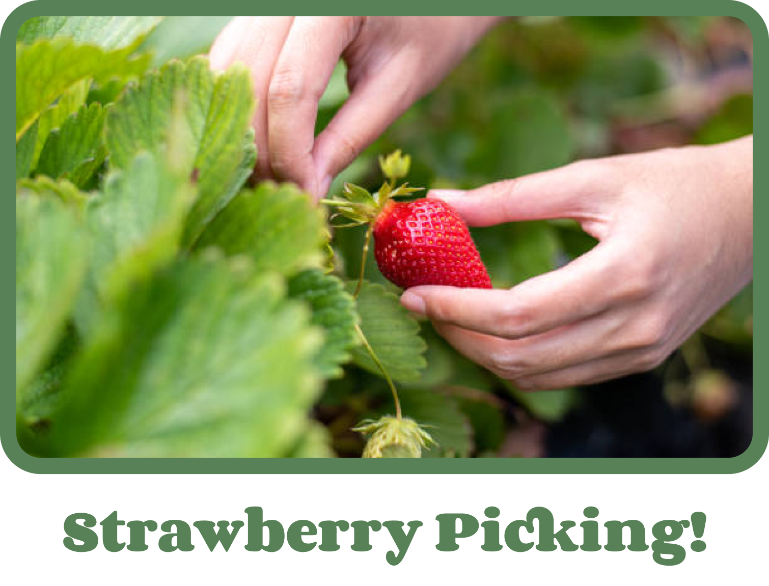 strawberry
